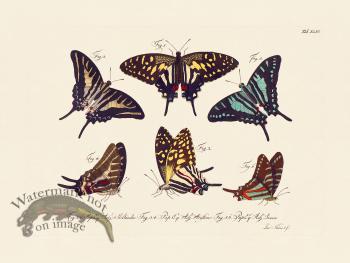 Jablonsky Butterfly 044